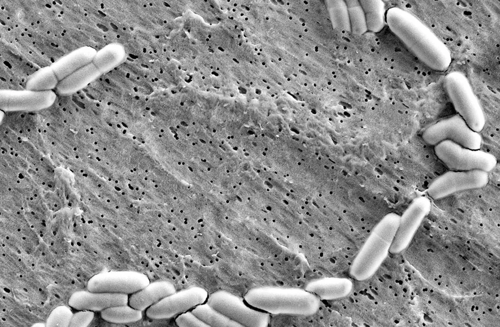 浅析益生菌行业未来发展状况及发展前景