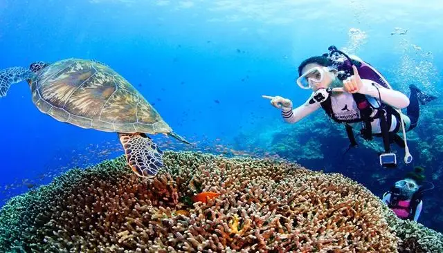 潜水“走红”旅游市场 一站式服务开创产业新模式