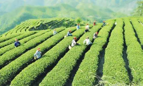茶产业弊端渐显，茶企应如何应对呢？