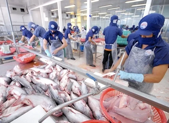 越南对中国海鲜出口下降44％！巴沙鱼影响最大，2020年面临减产！