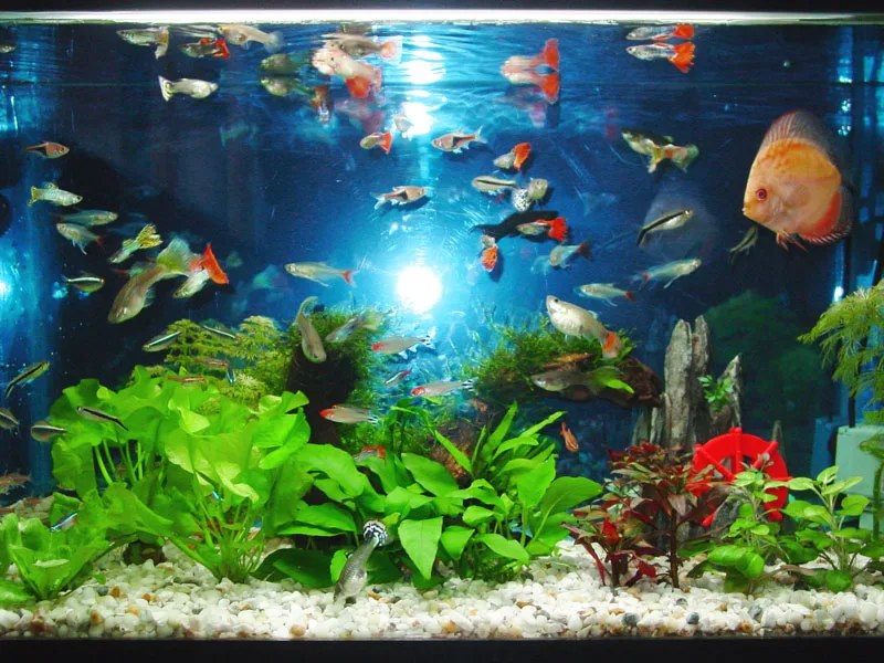 选择水族箱 尽量选3C钢化玻璃，别光看“颜值”